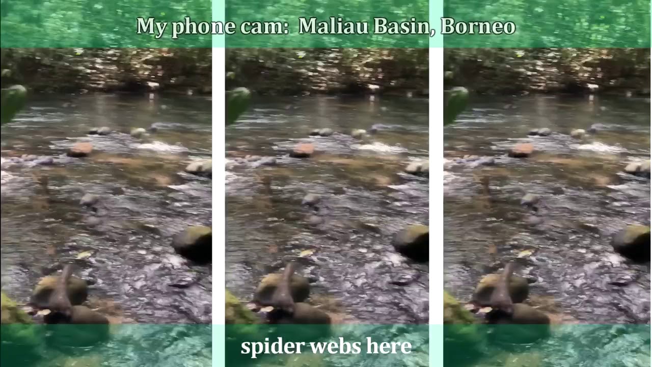 The Riparian Zone in the Jungles of Borneo