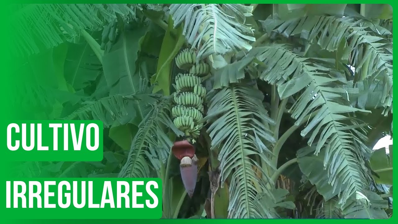 Bananeiras: Cultivo irregulares faixa domínio