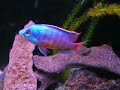 cichlids. my first youtube video