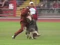 Ciro von der Kreuzwiese Schutzdienst Ciro von der Kreuzwiese Schutzdienst