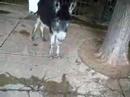 morroccomooshki.html