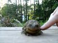 Varde kuru var glaudīt