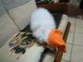 My-pet-02