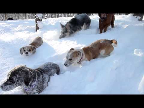 After The Polar Vortex: Doggies Frolicking In The Show at Camp Fido