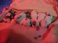 Texas American Bulldog puppies- Daisy Duke X Texas Tuff pups Texas American Bulldog puppies- Daisy Duke X Texas Tuff pups