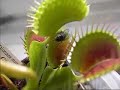 Venus Flytrap in Action Venus Flytrap in Action
