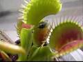 Venus Flytrap in Action