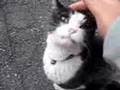 最高にかわいい猫がみれます Cat of 20 years old