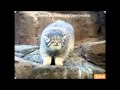 Funny people and animals - weird scenes and sights from all over the world