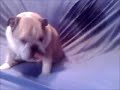 diezel dog cleans house