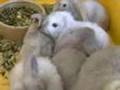 Maddie's Grandbunny family