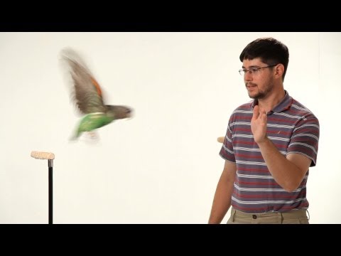 parrot - See what you can learn on the go with the new Howcast App for iPhone and iPad: http://bit.ly/11ZmFOu Watch more How to Train Your Parrot videos: http://www.h...