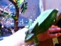 clip video Jade Eating