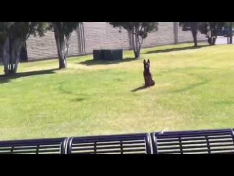 Learn To Train your Dog Anywhere!