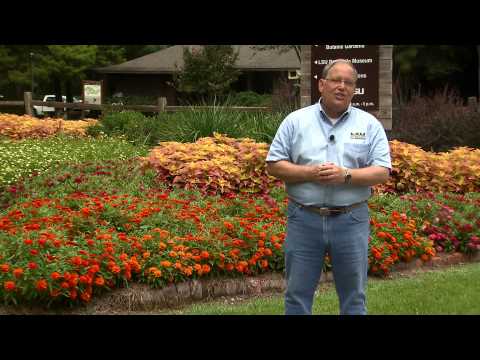 how to fertilize zinnias