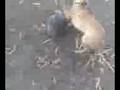 videos de piolin jugando futbol