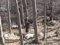 Chives - TRAILER
