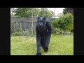 ThoronWild Creation Blue from Wolf Rain Quadsuit