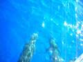videos de Delfini a Sharm...