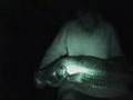 videos de Big Tinaroo Barra