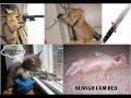 videos de Killer animals