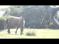 都井岬の野生馬-御崎馬
