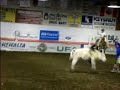 mayerthorpe rodeo steer riding mayerthorpe rodeo steer riding