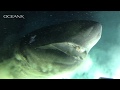 The Best 20 Deep Sea Shark Size