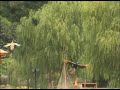 Flying Peacocks of Guilin, China