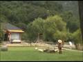 videos de Flying Peacocks of Guilin, China
