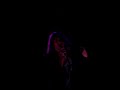 paolo-nutini-last-request-live-las-vegas-81508-.html