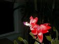 Arduino Time Lapse Christmas Cactus Take 3 Arduino Time Lapse Christmas Cactus Take 3