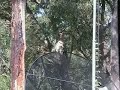 Kookaburra with song Kookaburra with song