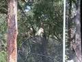 Kookaburra with song
