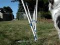 videos de Shelby weave pole 082908