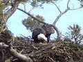 Bald Eagles Mating