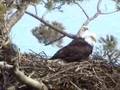 Bald Eagles Mating