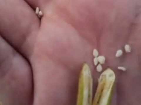 how to grow sesame