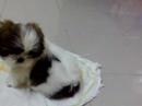 Shih Tsu puppy 1st day home