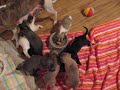 Tiglets