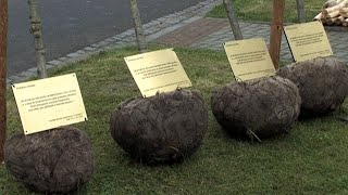 Doubravští vysadili strážní duby