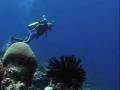 videos de Life On A Reef