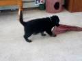 Angoon vom Lytle @ only 6 wks