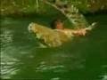 videos de Friendly Crocodile