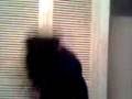head banging Con peluca