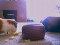 Cavy Jump/Popcorn