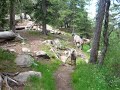 Willow Lake Big Horn Sheep