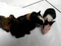 Guinea pigs