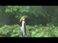 Rufous Hummingbird