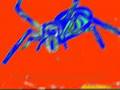 Spider has Pet Frog